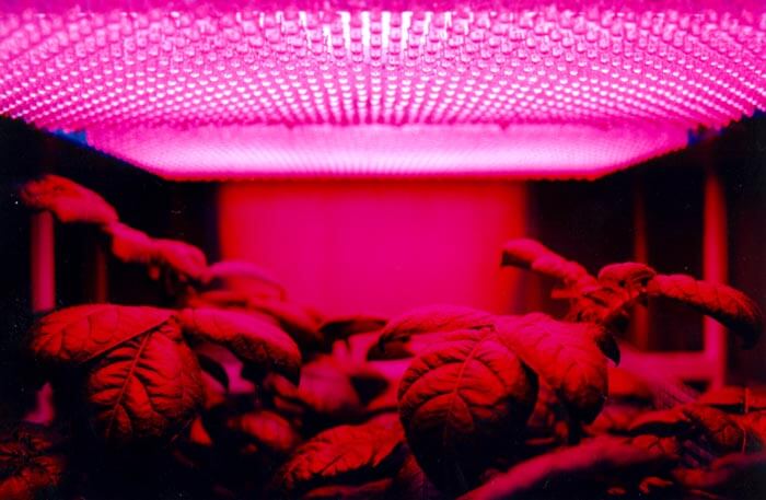 Best LED Grow Lights For Indoor Plants